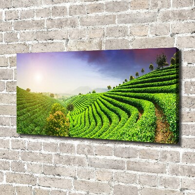 Canvas wall art Tea plantation