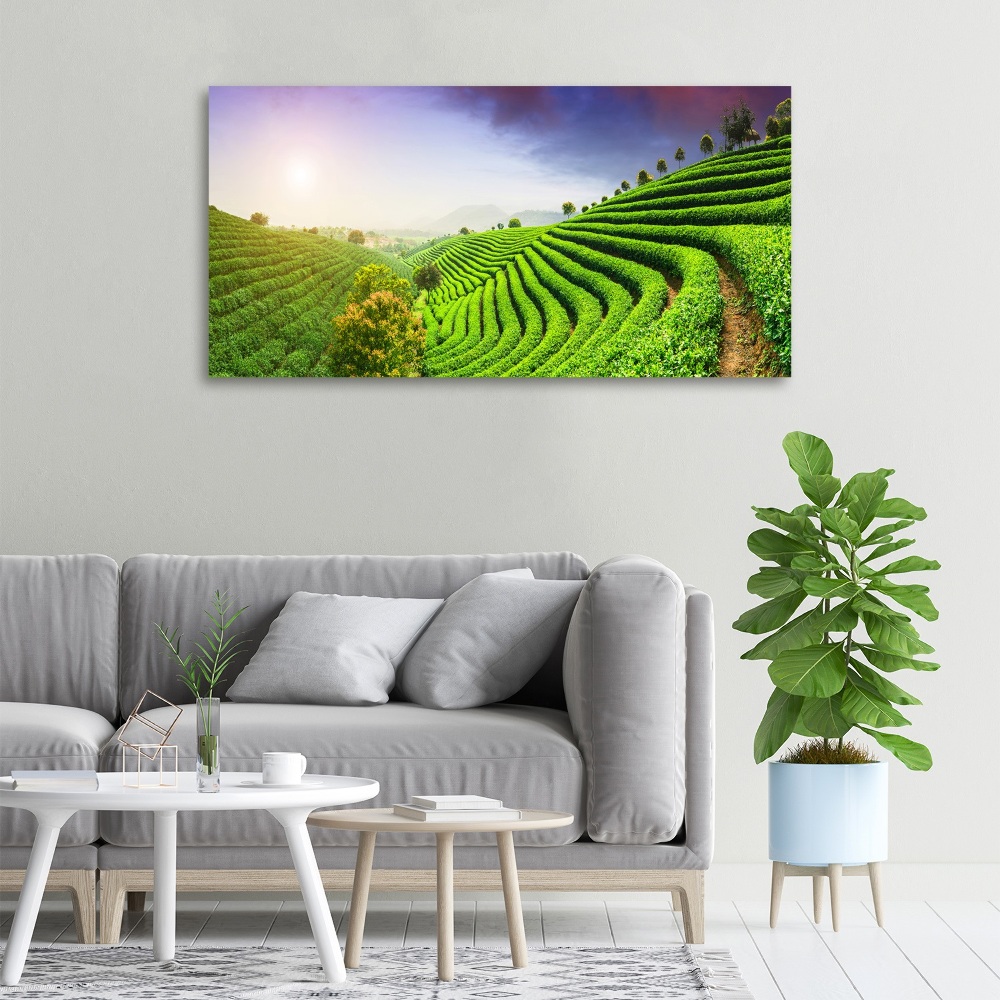 Canvas wall art Tea plantation