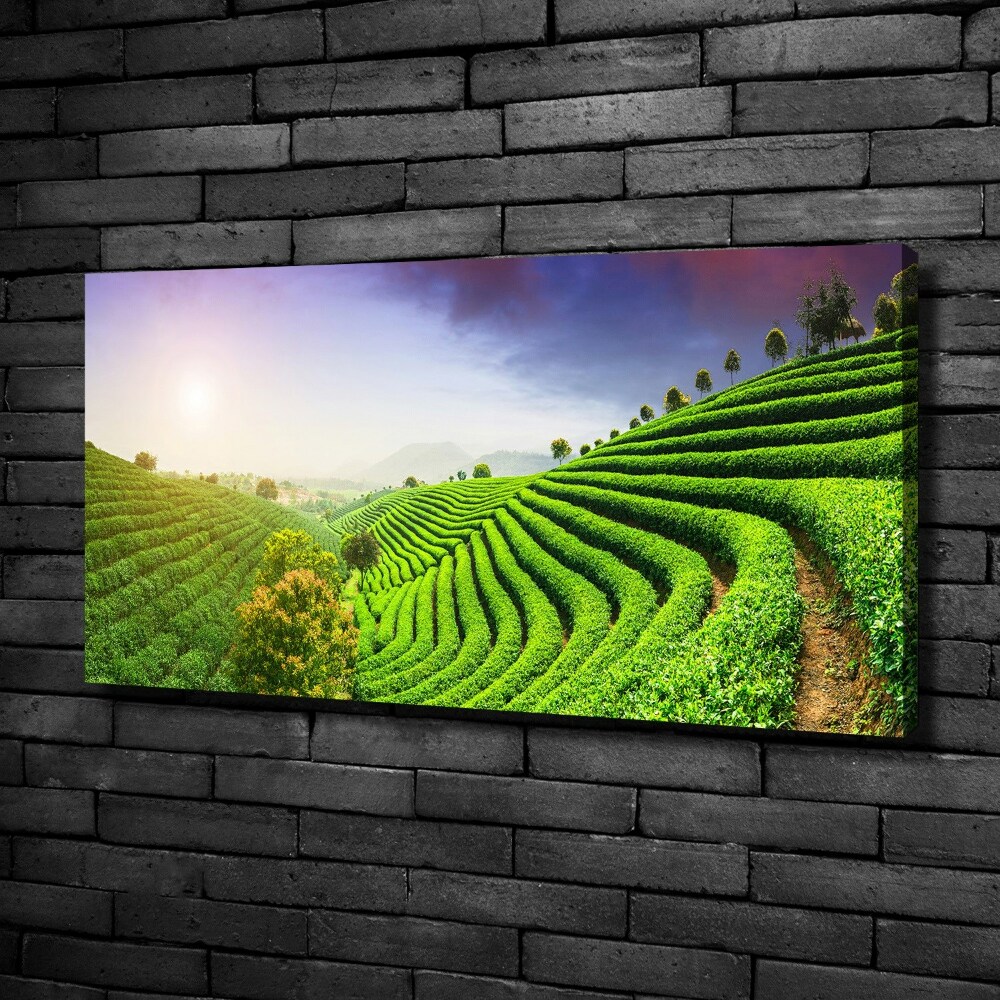 Canvas wall art Tea plantation