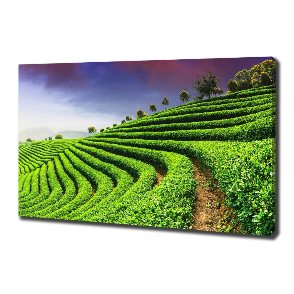 Canvas wall art Tea plantation