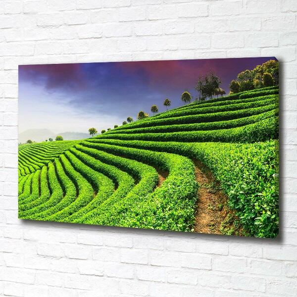 Canvas wall art Tea plantation