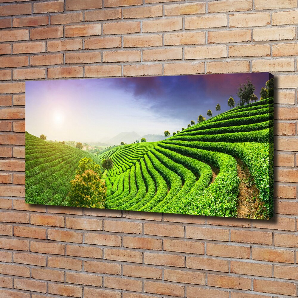 Canvas wall art Tea plantation