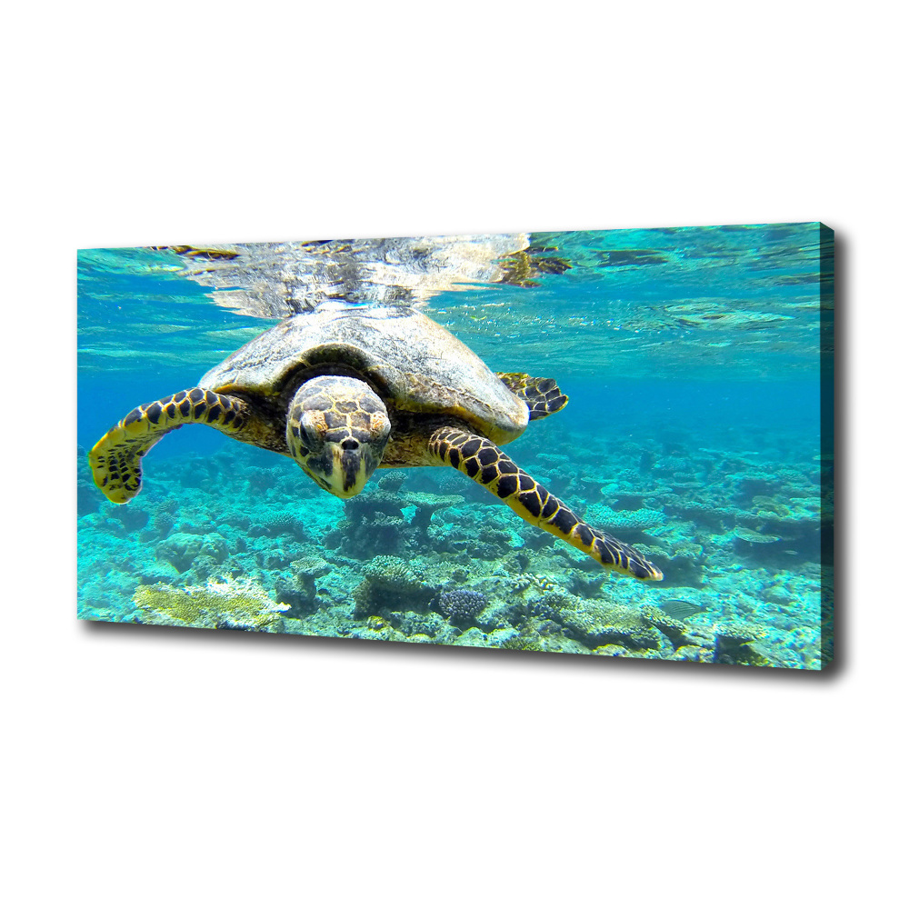 Canvas wall art Sea turtle