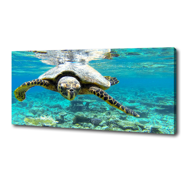 Canvas wall art Sea turtle