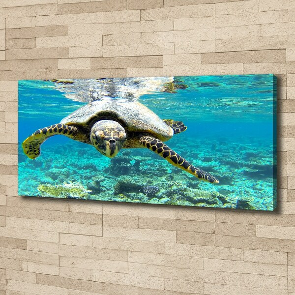 Canvas wall art Sea turtle