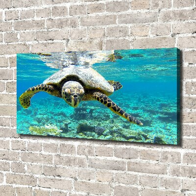 Canvas wall art Sea turtle