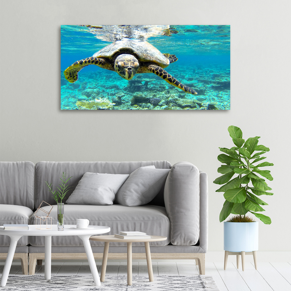 Canvas wall art Sea turtle