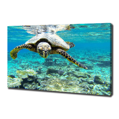 Canvas wall art Sea turtle