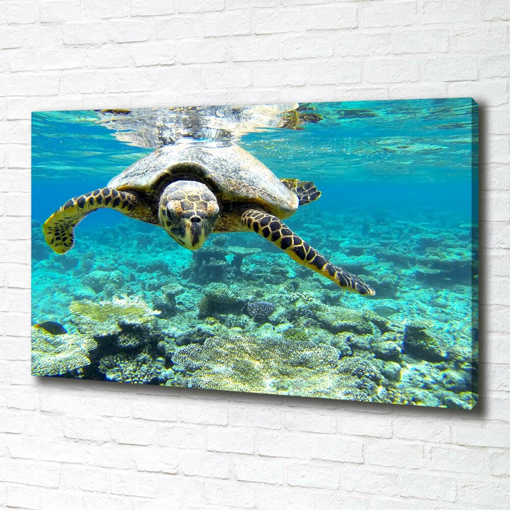 Canvas wall art Sea turtle