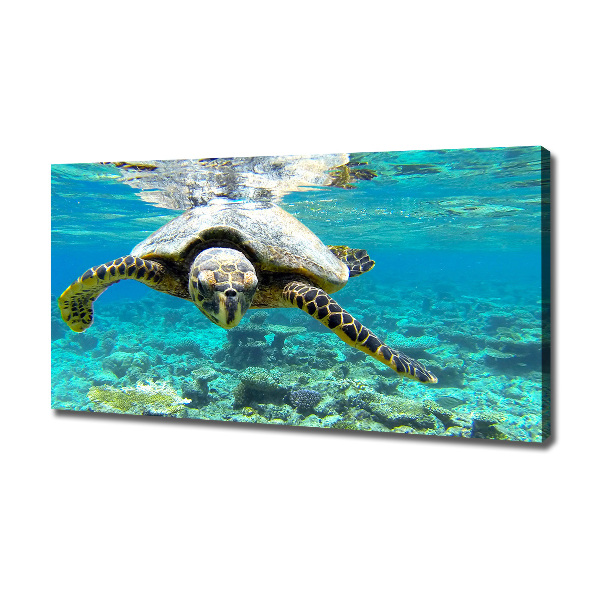 Canvas wall art Sea turtle