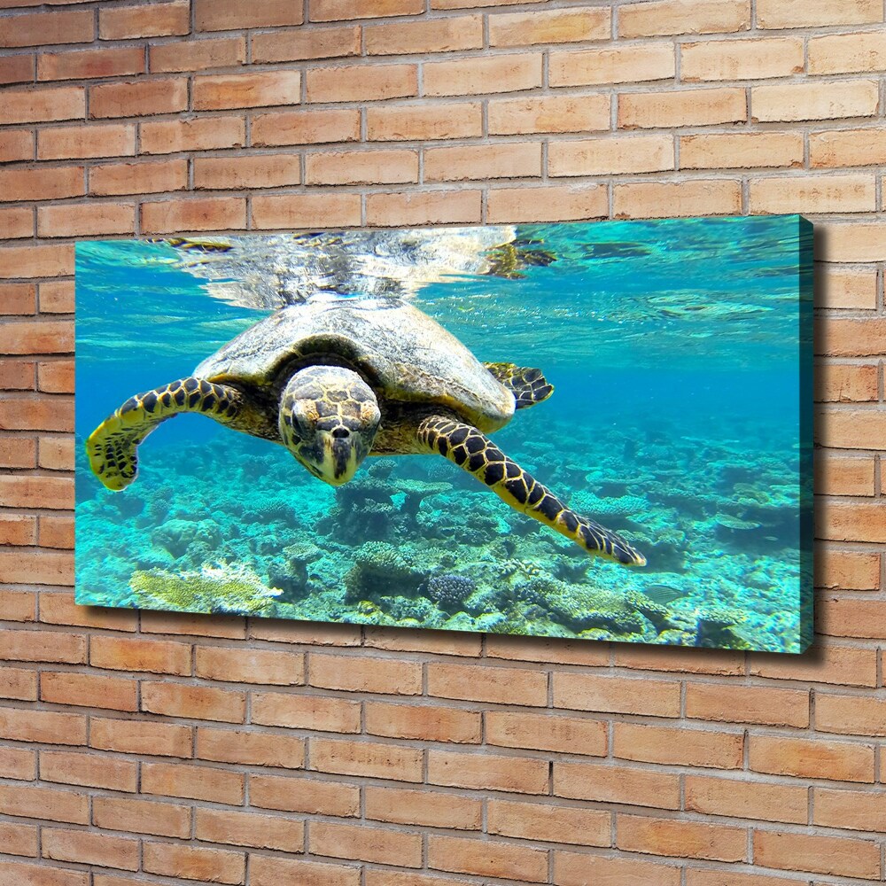 Canvas wall art Sea turtle