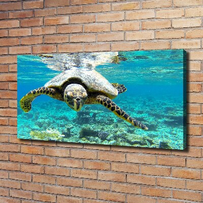 Canvas wall art Sea turtle