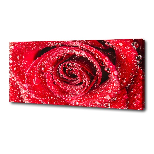 Canvas wall art Drops of water on rose