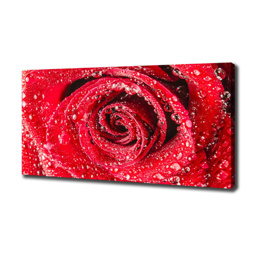 Canvas wall art Drops of water on rose