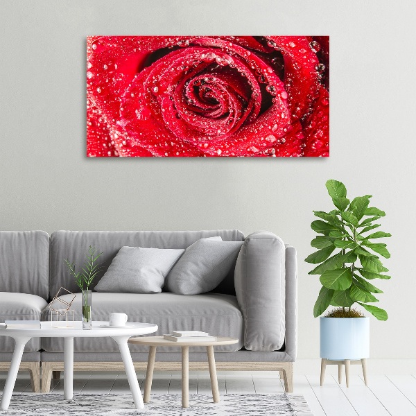 Canvas wall art Drops of water on rose