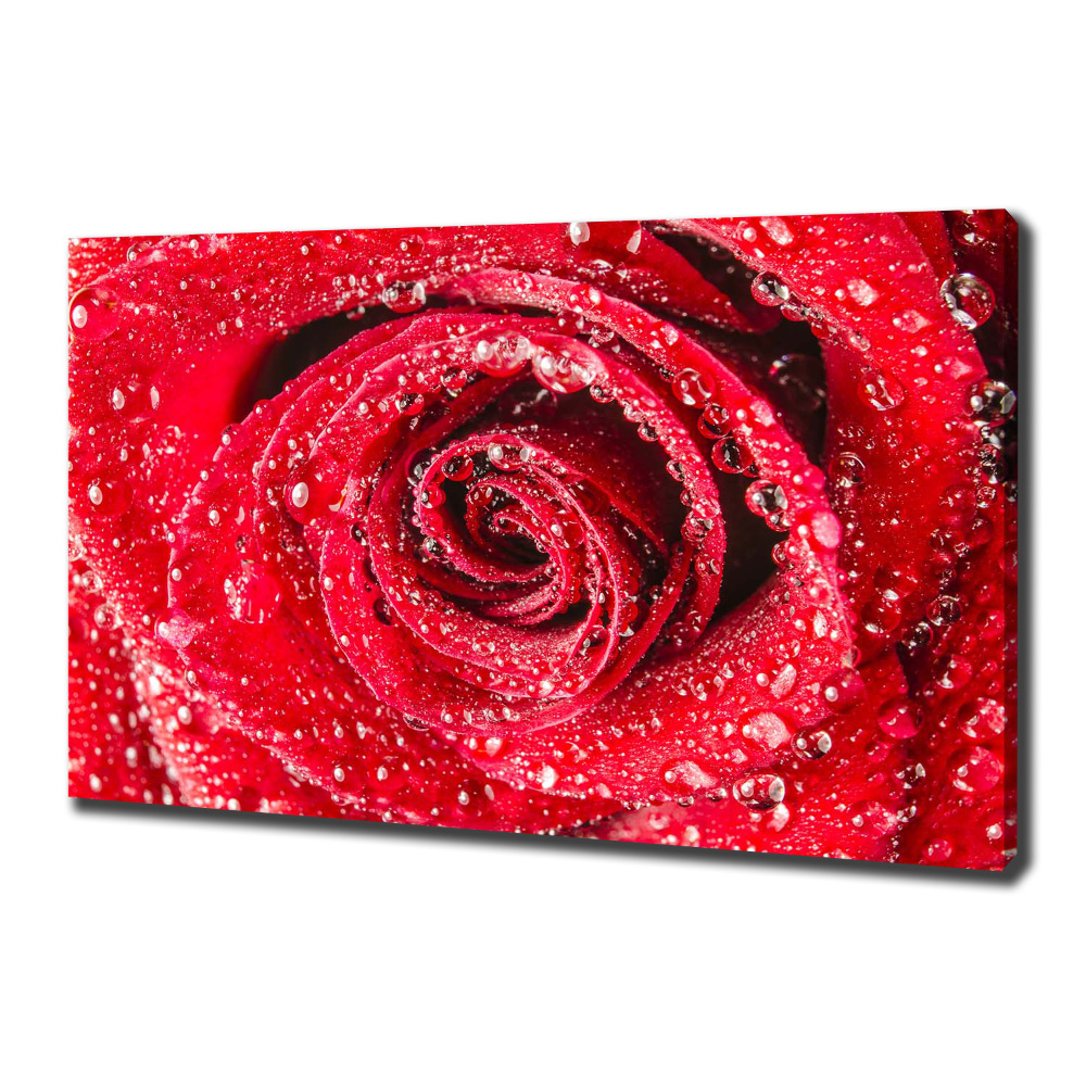 Canvas wall art Drops of water on rose