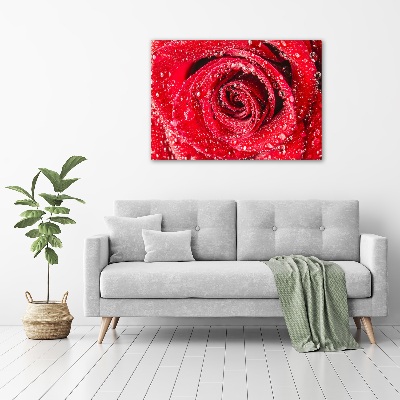 Canvas wall art Drops of water on rose