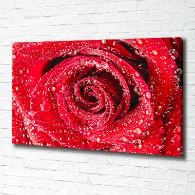 Canvas wall art Drops of water on rose