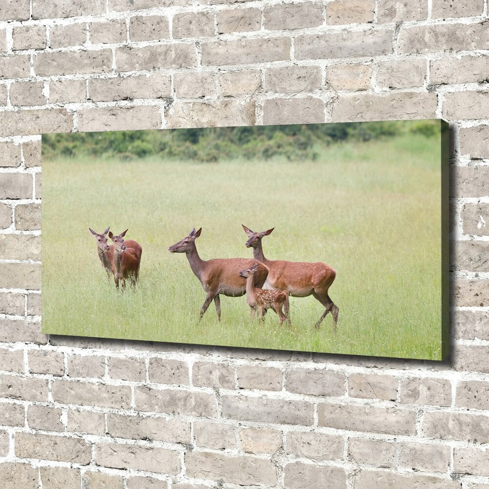 Canvas wall art Deer with young