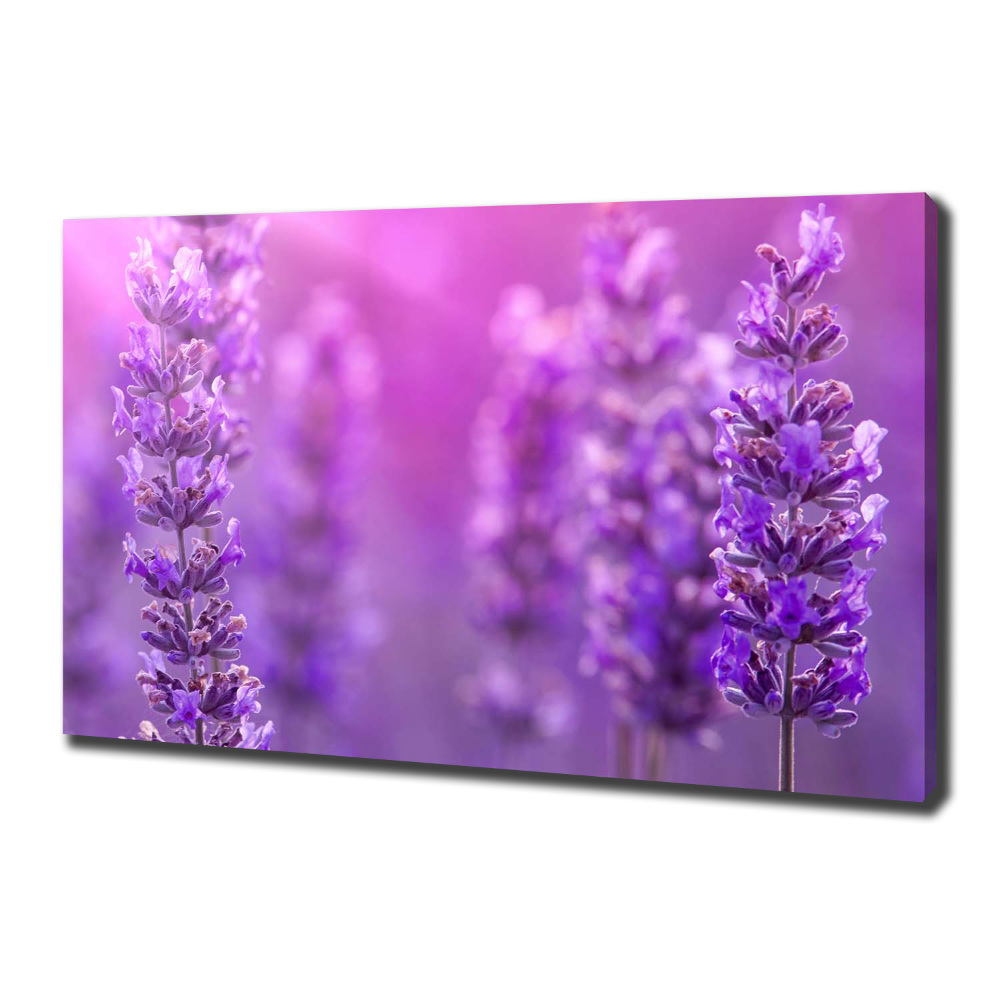 Canvas wall art Lavender