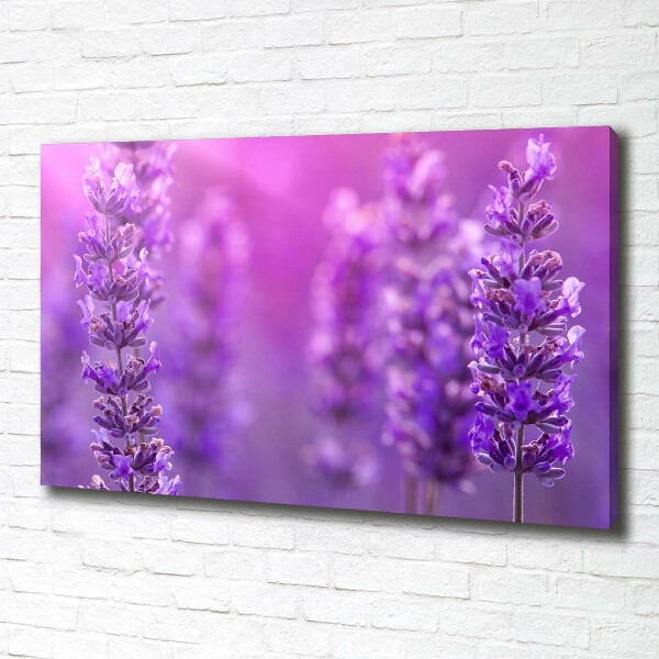 Canvas wall art Lavender