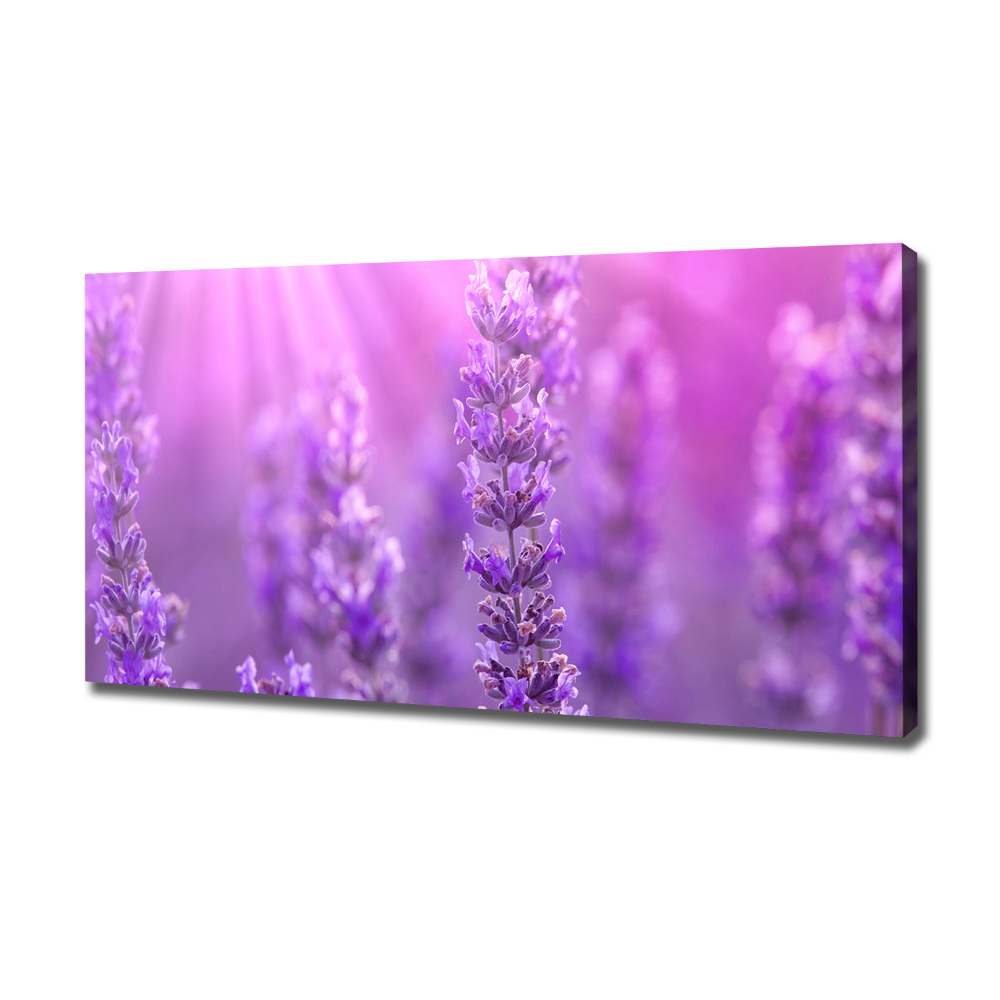 Canvas wall art Lavender