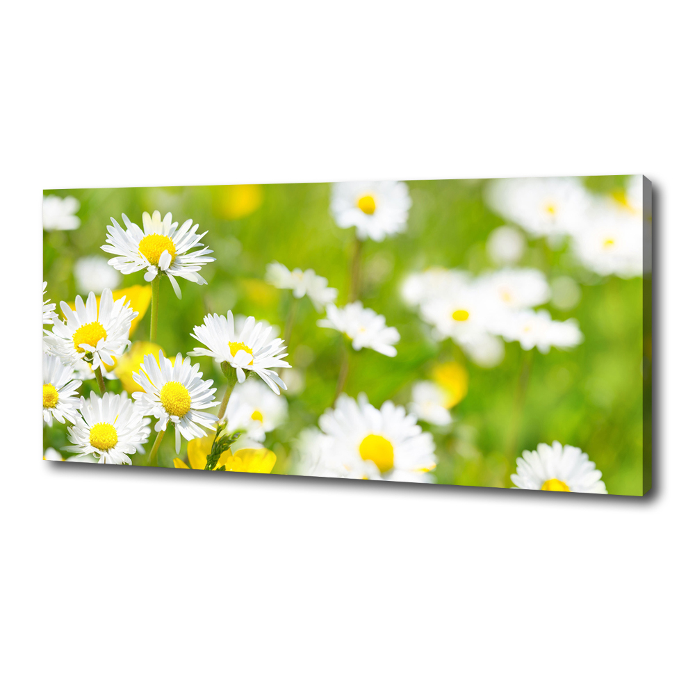 Canvas wall art Daisy