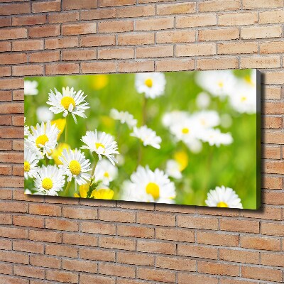 Canvas wall art Daisy