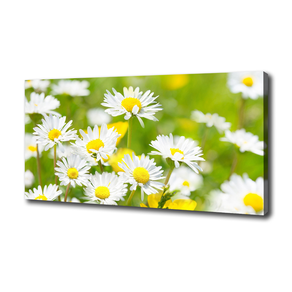 Canvas wall art Daisy