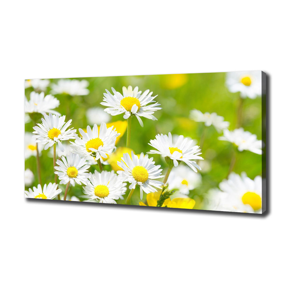 Canvas wall art Daisy