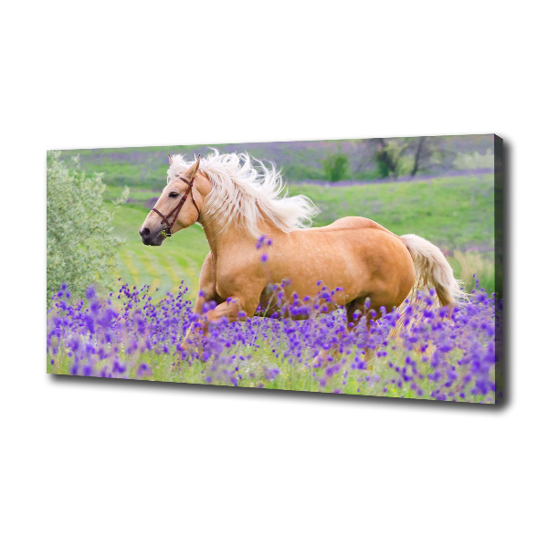 Canvas wall art Horse in the field of lavender