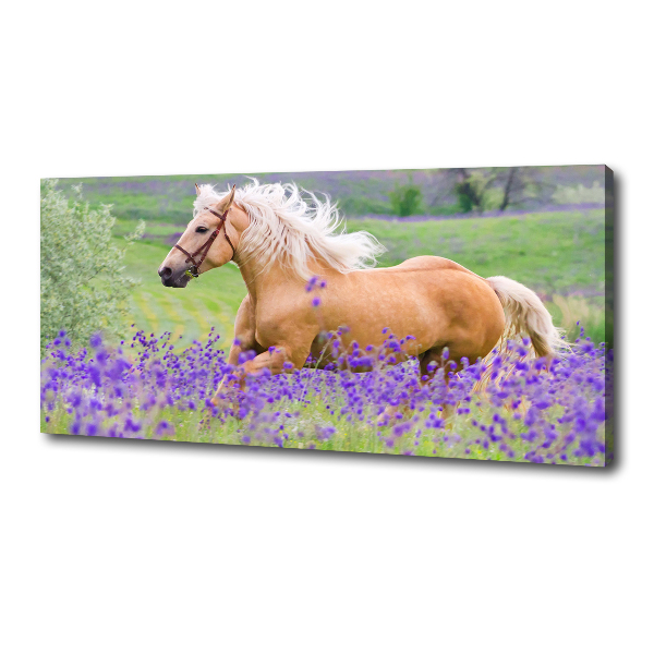 Canvas wall art Horse in the field of lavender