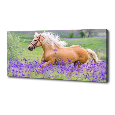 Canvas wall art Horse in the field of lavender