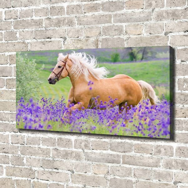 Canvas wall art Horse in the field of lavender