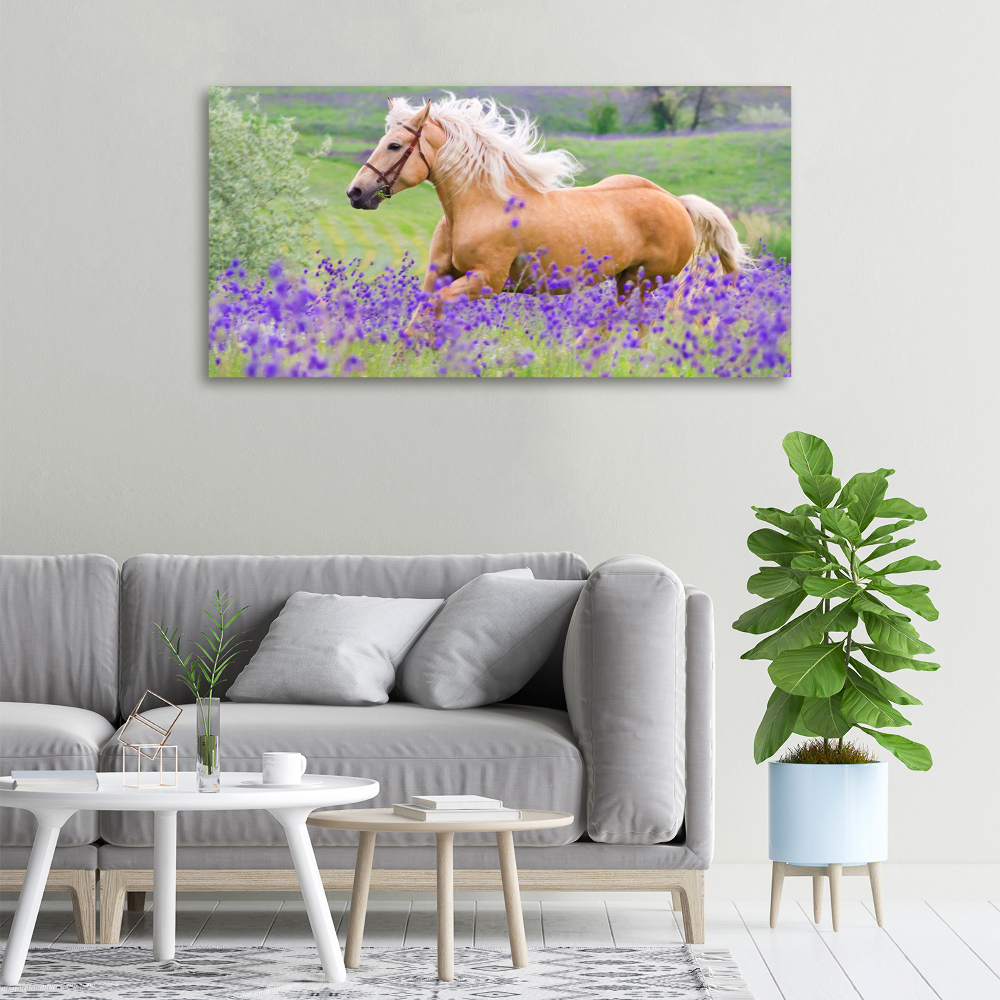 Canvas wall art Horse in the field of lavender