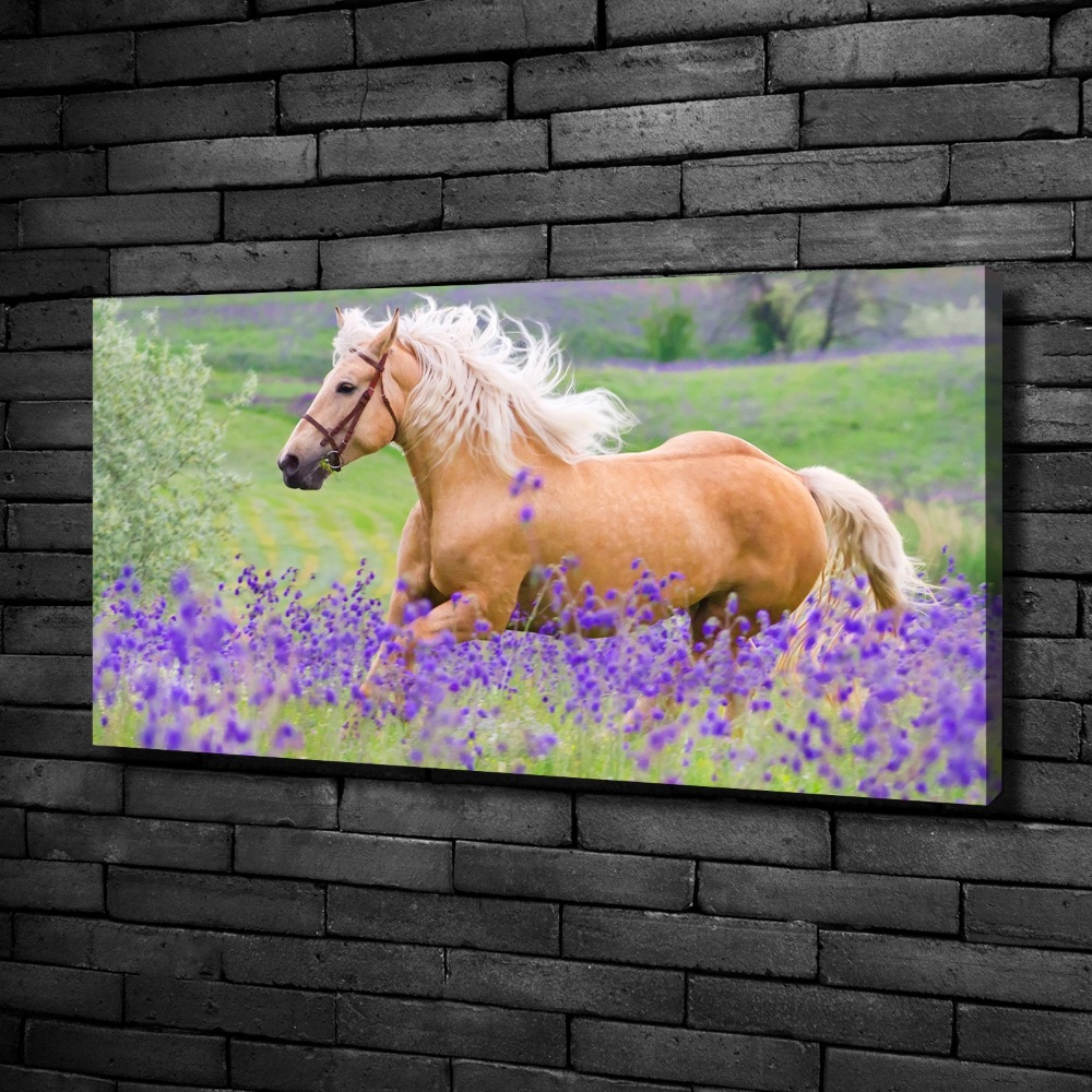 Canvas wall art Horse in the field of lavender