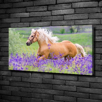 Canvas wall art Horse in the field of lavender