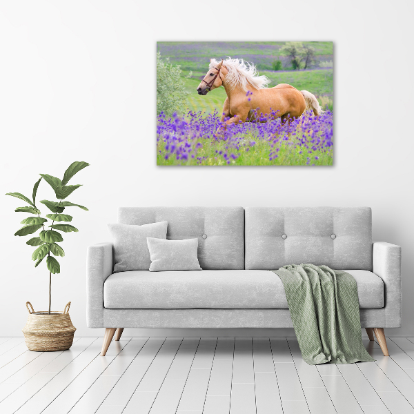 Canvas wall art Horse in the field of lavender