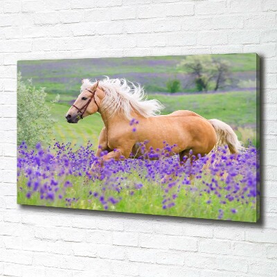 Canvas wall art Horse in the field of lavender