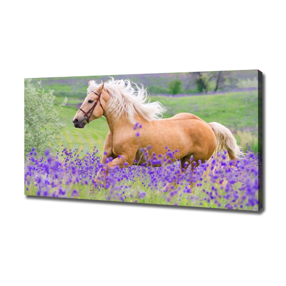 Canvas wall art Horse in the field of lavender