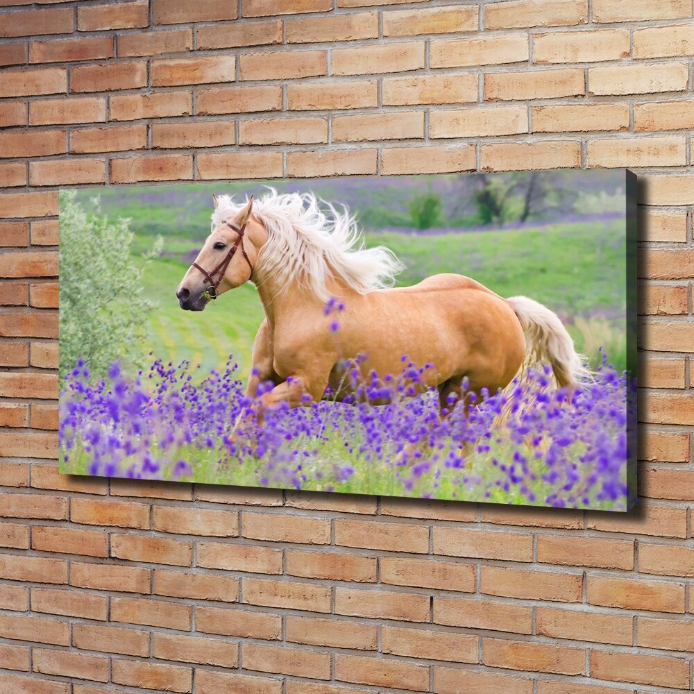 Canvas wall art Horse in the field of lavender