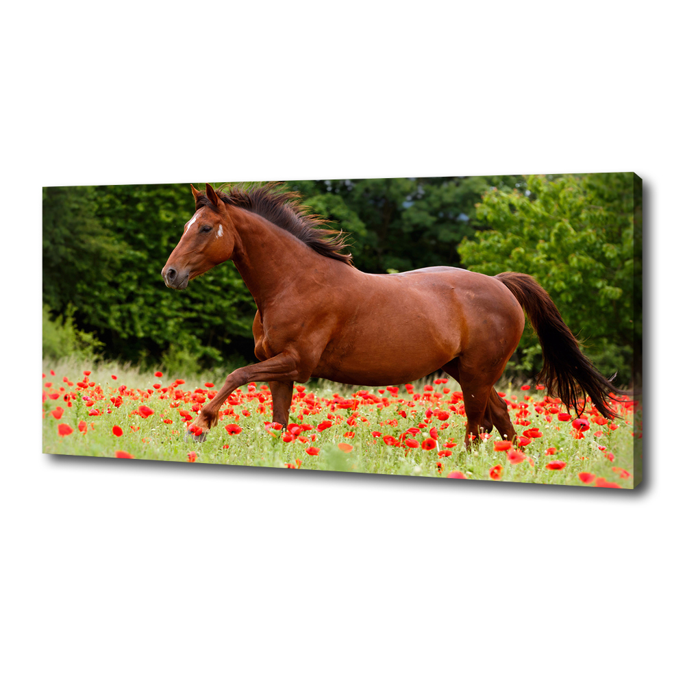 Canvas wall art A horse in the field of poppies