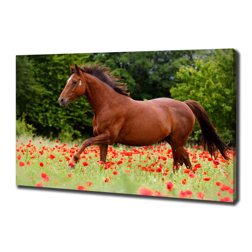 Canvas wall art A horse in the field of poppies