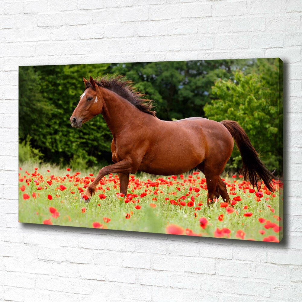 Canvas wall art A horse in the field of poppies