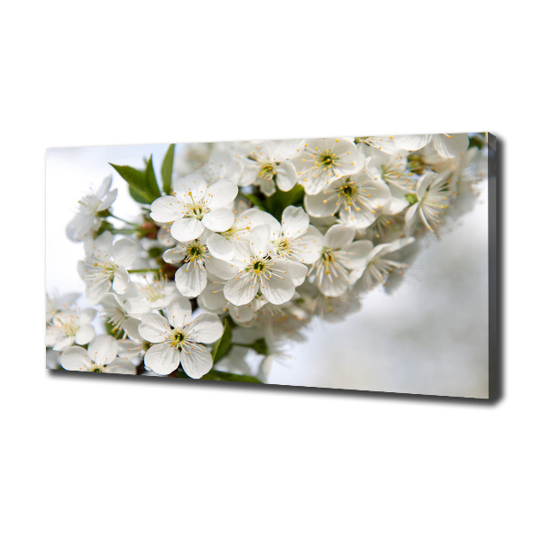 Canvas wall art Cherry blossoms