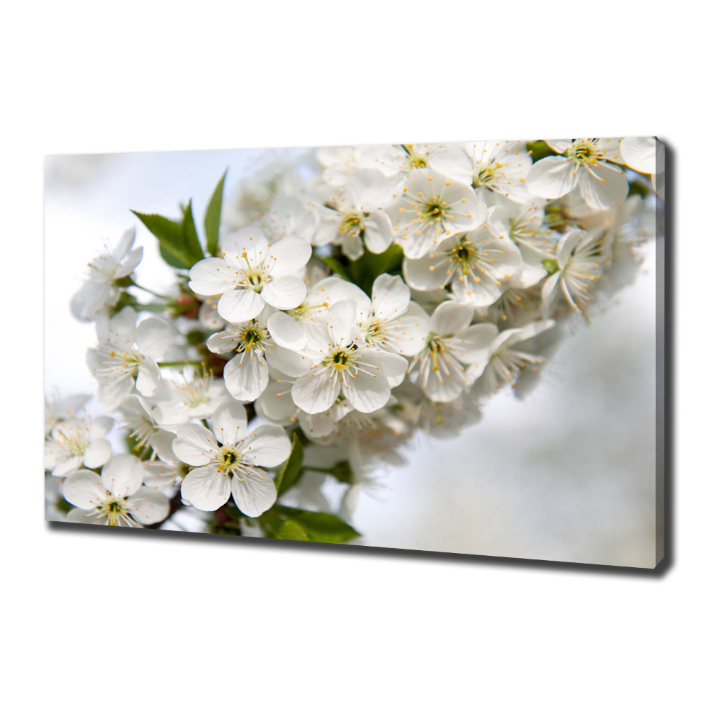 Canvas wall art Cherry blossoms