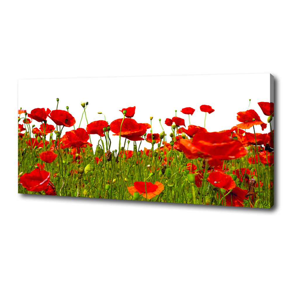 Canvas wall art Field poppies