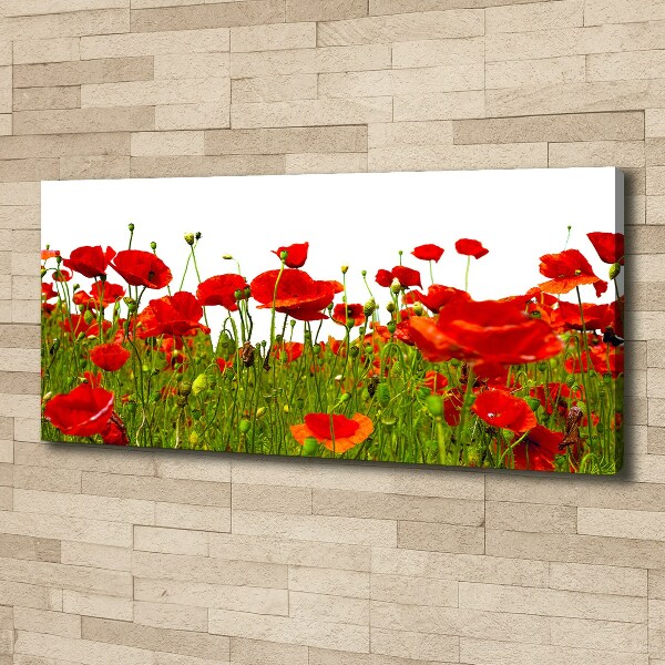 Canvas wall art Field poppies