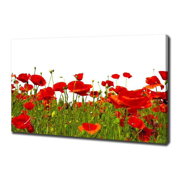 Canvas wall art Field poppies