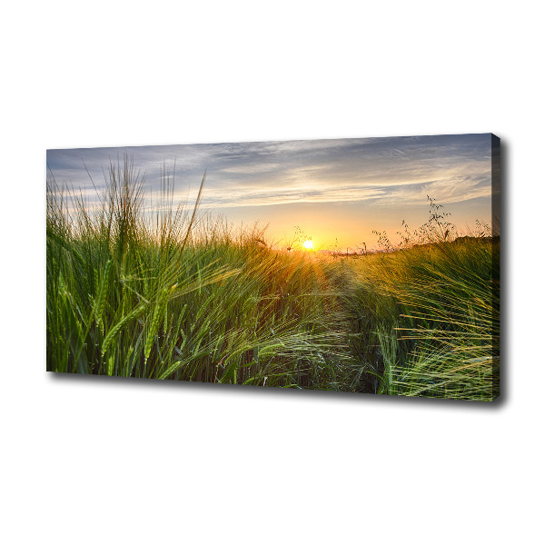 Wheat field